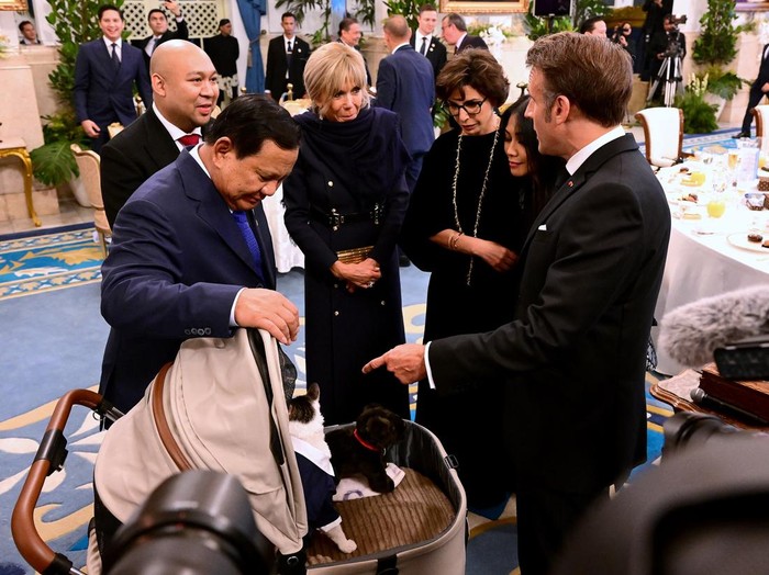 Saat Macron-Brigitte Bertemu Kucing Prabowo Bobby Kertanegara Kucing Presiden Prabowo Subianto Bobby Kertanegara timbul di saat jamuan makan malam bareng Presiden Prancis Emmanuel Macron dan Ibu Negara Brigitte Macron di Istana Negara, Jakarta. Macron dan Brigitte pun terlihat menghampiri Bobby.