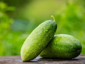 5 Cara Menanam Timun di Rumah yang Mudah, Dijamin Berbuah Lebat!