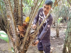 Mereka yang Setia Rawat Salak Condet, Maskot Jakarta Mereka yang Setia Rawat Salak Condet, Maskot Jakarta