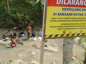 Demi Rupiah, Warga Nekat Berburu Emas Meski Sudah Dilarang Demi Rupiah, Warga Nekat Berburu Emas Meski Sudah Dilarang