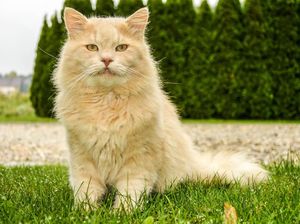 Banyak Bulu Kucing yang Menempel di Karpet? Ini Cara Atasinya Banyak Bulu Kucing yang Menempel di Karpet? Ini Cara Atasinya