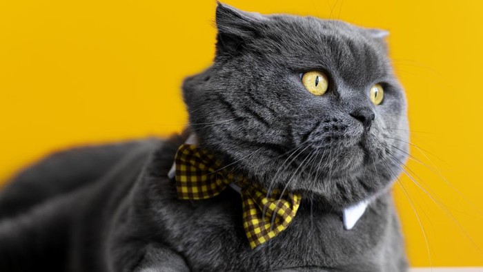 Kucing british shorthair jenis kucing termahal di dunia