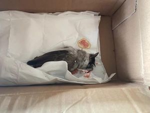 Aktivis Lingkungan Desak Tutup TPL Anggap Paket Bangkai Burung Sebagai Teror Aktivis Lingkungan Desak Tutup TPL Anggap Paket Bangkai Burung Sebagai Teror