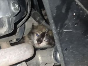 Damkar Palembang Bantu Evakuasi Kucing Terjebak di Mesin Motor Damkar Palembang Bantu Evakuasi Kucing Terjebak di Mesin Motor