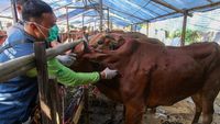 Suntik Stamina untuk Sapi Kurban Biar Tak Kelelahan