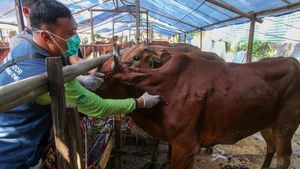 Suntik Stamina untuk Sapi Kurban Biar Tak Kelelahan