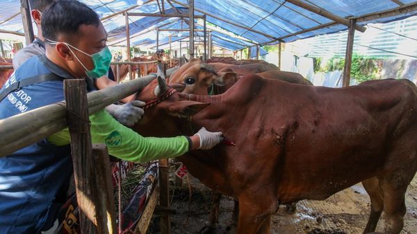 Suntik Stamina untuk Sapi Kurban Biar Tak Kelelahan