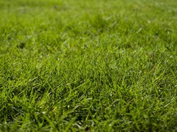 7 Hal Penting Sebelum Tanam Rumput Jepang di Rumah