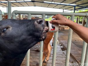 Unik Sapi di Mojokerto Suka Ngopi