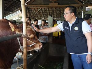 Presiden Prabowo Borong 2 Ekor Sapi Kurban Milik Peternak Gresik