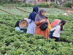 Wisata Petik Stroberi di Batu Diserbu Wisatawan Saat Libur Panjang