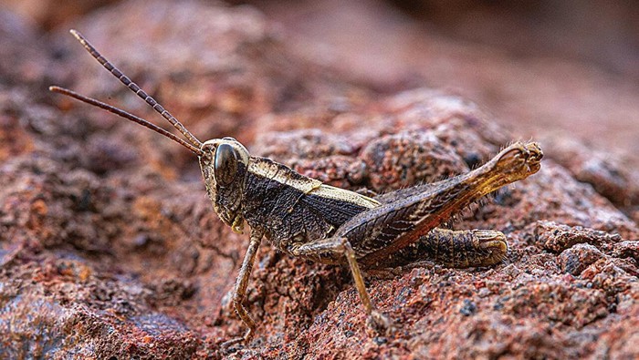 Belalang Monte Gordo Eyprepocprifas insularis atau belalang Monte Gordo. Belalang endemik di Monte Gordo Natural Park, São Nicolau, Cape Verde, ini sempat dinuatakan punah tetapi didapatkan lagi pada 2023.