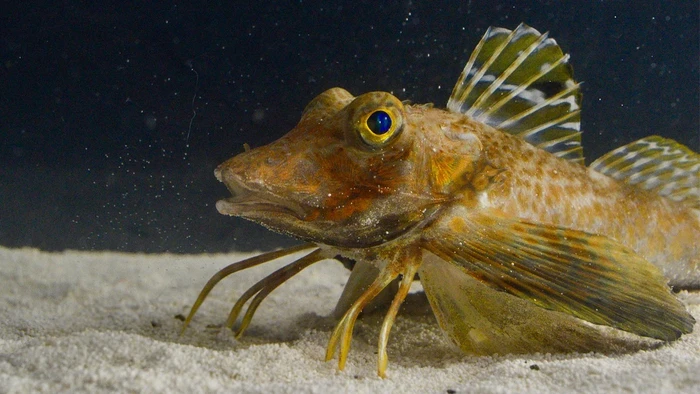 Ikan robin maritim atau sea robin.