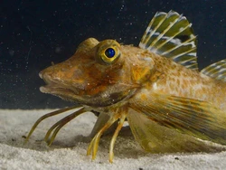 Ikan Ini Punya Kaki, Bisa Dipakai Jalan dan Temukan Mangsa yang Terkubur