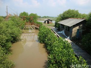 Diterjang Rob, Wisata Mangrove di Pati Rusak Parah Diterjang Rob, Wisata Mangrove di Pati Rusak Parah