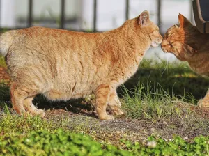 Kucing Ekor Bundel Pembawa Hoki dari Nagasaki