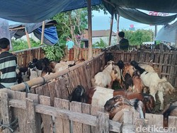 H-6 Idul Adha, Pedagang Hewan Kurban di Denpasar Raup Cuan Puluhan Juta
