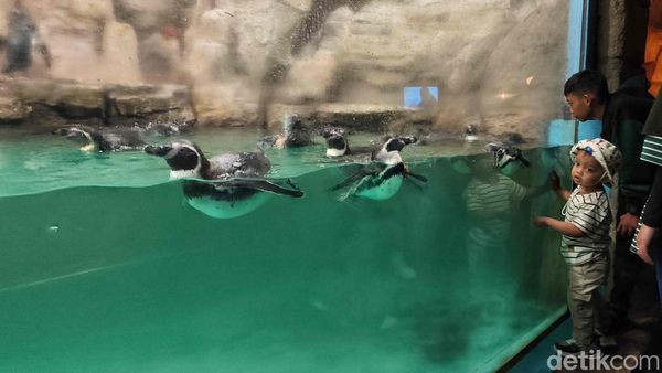 Liburan Seru Bersama Penguin di Ocean Dream Samudra Ancol