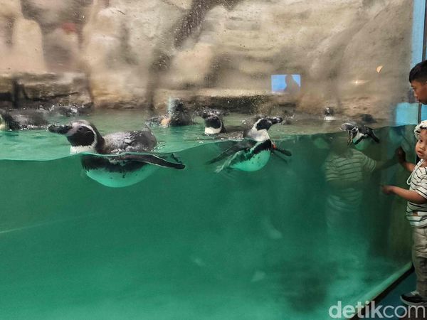 Liburan Seru Bersama Penguin di Ocean Dream Samudra Ancol