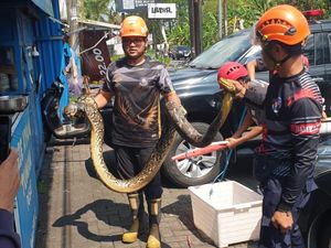 Mobil Mendadak Ngerem Sendiri, Ternyata Ada Ular Sanca di Kap Mobil Mendadak Ngerem Sendiri, Ternyata Ada Ular Sanca di Kap