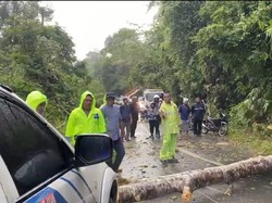 Gerak Cepat Polisi di Kampar Riau Evakuasi Pohon Tumbang yang Tutup Jalan