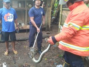 Kekenyangan Makan Ternak, Ular Piton Tak Berkutik Ditangkap Petugas Damkar Kekenyangan Makan Ternak, Ular Piton Tak Berkutik Ditangkap Petugas Damkar