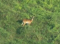 Hewan yang Terancam Punah Ini Terekam Kamera untuk Pertama Kalinya