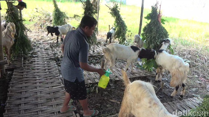 Eko Prasetyo, salah satu pedagang kambing di Lamongan yang punya cara untuk memanjakan pembeli. Eko Prasetyo, salah satu pedagang kambing di Lamongan yang punya cara untuk memanjakan pembeli.