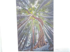 Pohon Pinus Menari dari Korsel Terpotret Apik di Pameran A Thousands Camera Pohon Pinus Menari dari Korsel Terpotret Apik di Pameran A Thousands Camera
