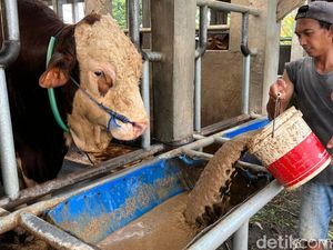 Intip Perawatan Masbro, Sapi Kurban Presiden Prabowo di Mojokerto