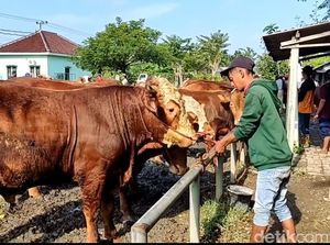 Jelang Idul Adha Harga Sapi di Lamongan Naik hingga Rp 2 Juta Jelang Idul Adha Harga Sapi di Lamongan Naik hingga Rp 2 Juta
