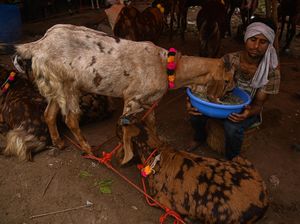 Begini Suasana Pasar Hewan Kurban di India