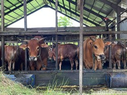 Masjid Al Jihad Banjarmasin Bakal Sembelih 90 Ekor Sapi Kurban