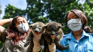 Kebun Binatang Bandung Sambut Kelahiran Dua Bayi Binturong