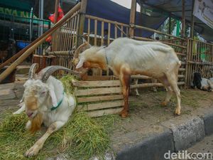 Kurban Sapi vs Kambing: Mana yang Lebih Utama?