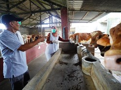 Hewan Siap Kurban di Kediri: 12.000 Sapi, 46.000 Kambing & 6.600 Kambing