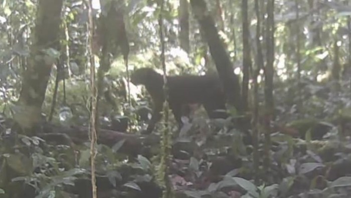 Penampakan kucing merah Kalimantan di Taman Nasional Kayan Mentarang Penampakan kucing merah Kalimantan di Taman Nasional Kayan Mentarang.