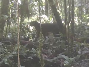 Kucing Merah Kalimantan Muncul Lagi, Balai TNKM Dorong Penelitian Lanjutan Kucing Merah Kalimantan Muncul Lagi, Balai TNKM Dorong Penelitian Lanjutan