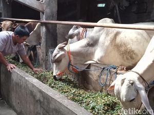 Apes! 7 Sapi Stok Kurban Milik Pedagang Klaten Mati Diduga Kena PMK Apes! 7 Sapi Stok Kurban Milik Pedagang Klaten Mati Diduga Kena PMK