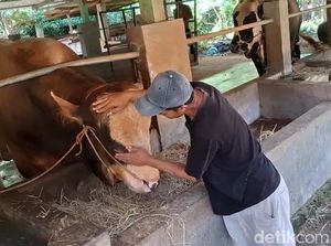 Kenalan dengan Semar Sapi Peternak Tuban yang Dibeli Prabowo Rp 90 Juta Kenalan dengan Semar Sapi Peternak Tuban yang Dibeli Prabowo Rp 90 Juta