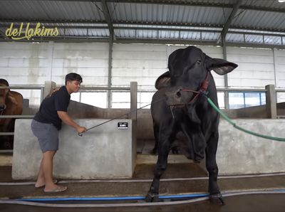 Penampakan Sapi Jumbo Sonny Septian, Pemberian Raffi Ahmad