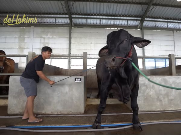 Penampakan Sapi Jumbo Sonny Septian, Pemberian Raffi Ahmad