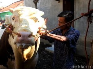 RI Gandeng Swiss Genjot Akses Keuangan buat Peternak Sapi RI Gandeng Swiss Genjot Akses Keuangan buat Peternak Sapi