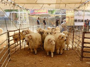 Tradisi Kurban Hidupkan Pasar Hewan di Yordania