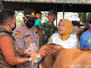 Pemeriksaan Hewan Kurban di Lamongan Digencarkan Jelang Idul Adha Pemeriksaan Hewan Kurban di Lamongan Digencarkan Jelang Idul Adha