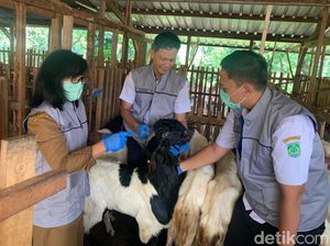 Ratusan Sapi dan Kambing Masuk Pasuruan Diperiksa Ketat Jelang Idul Adha