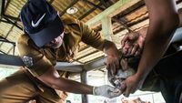Sapi dan Kambing Jalani Pemeriksaan Kesehatan Jelang Idul Adha