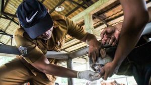 Sapi dan Kambing Jalani Pemeriksaan Kesehatan Jelang Idul Adha