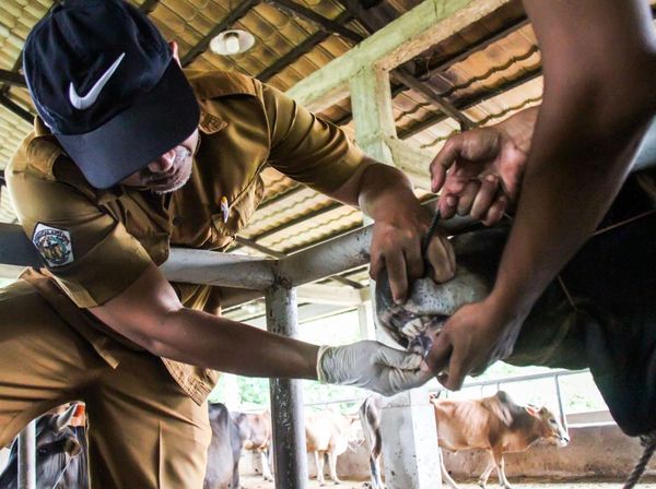 Sapi dan Kambing Jalani Pemeriksaan Kesehatan Jelang Idul Adha