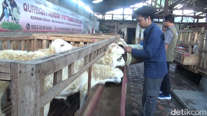 Pemuda Lumajang ini meraup untung ratusan juta rupiah dari ternak domba jelang Idul Adha 2025. Pemuda Lumajang ini meraup untung ratusan juta rupiah dari ternak domba jelang Idul Adha 2025.
